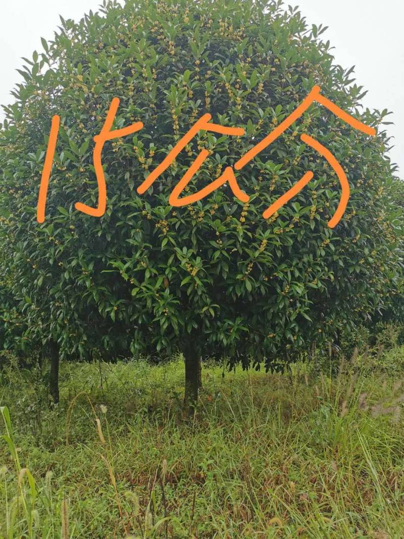 大量供应各种规格桂花树