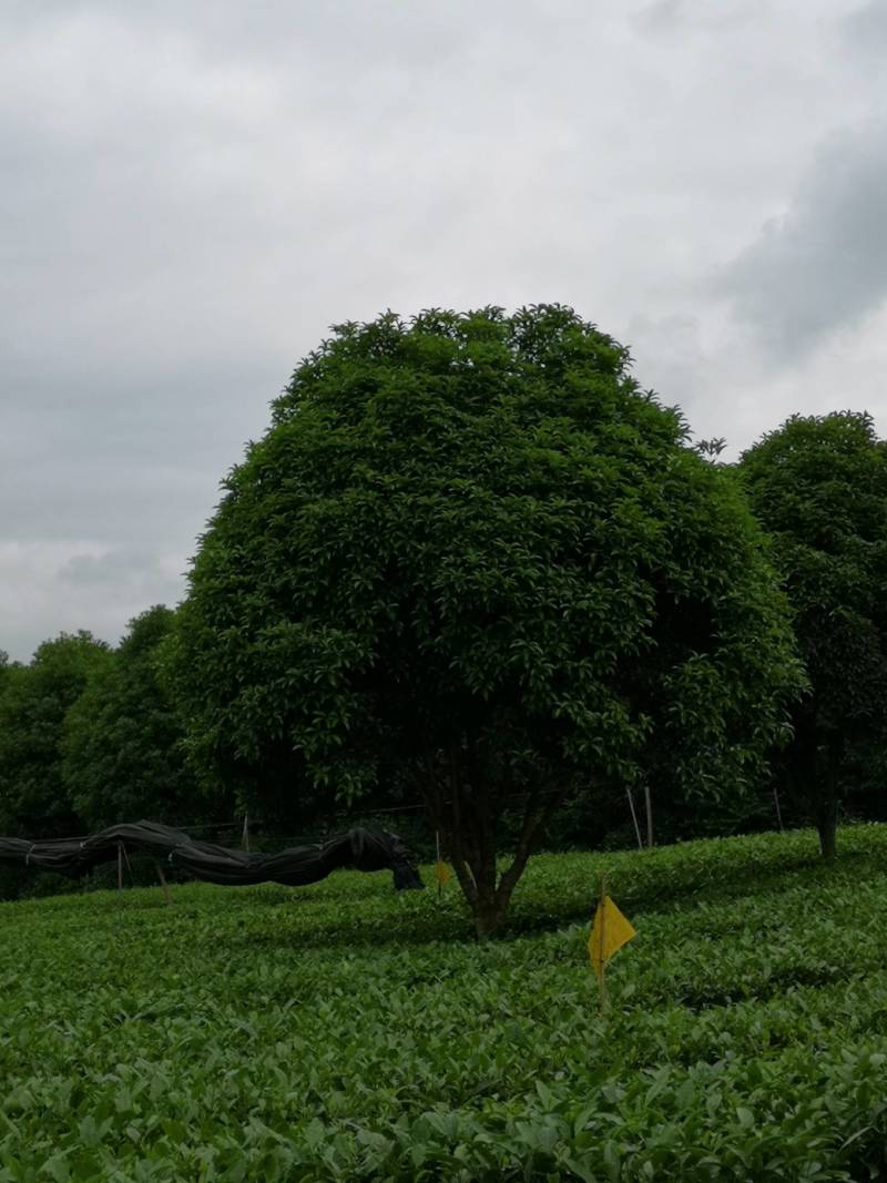 大量供应各种规格桂花树