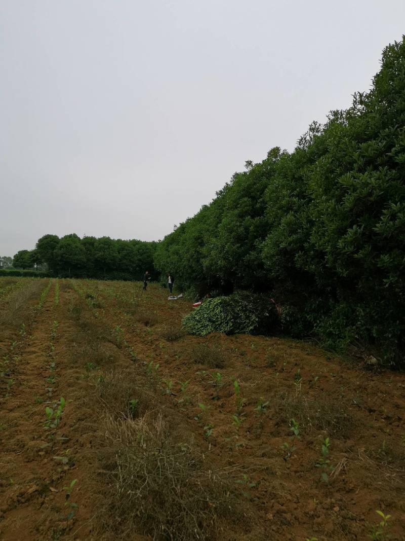 大量供应各种规格桂花树