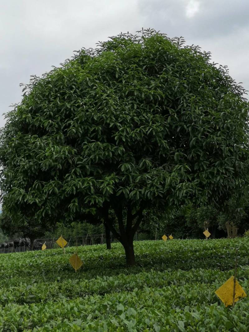 大量供应各种规格桂花树