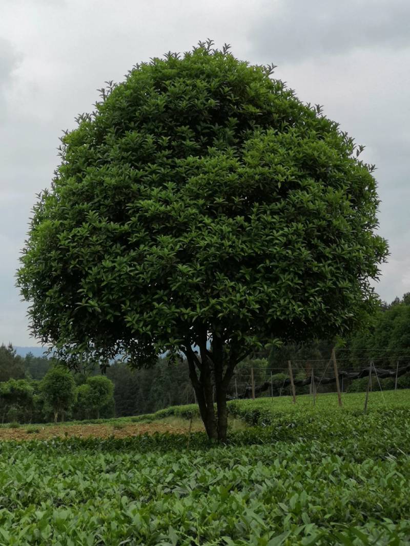 大量供应各种规格桂花树