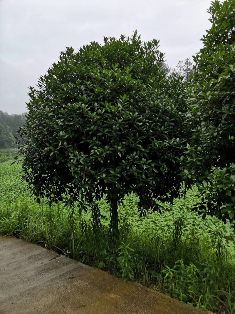 大量供应各种规格桂花树