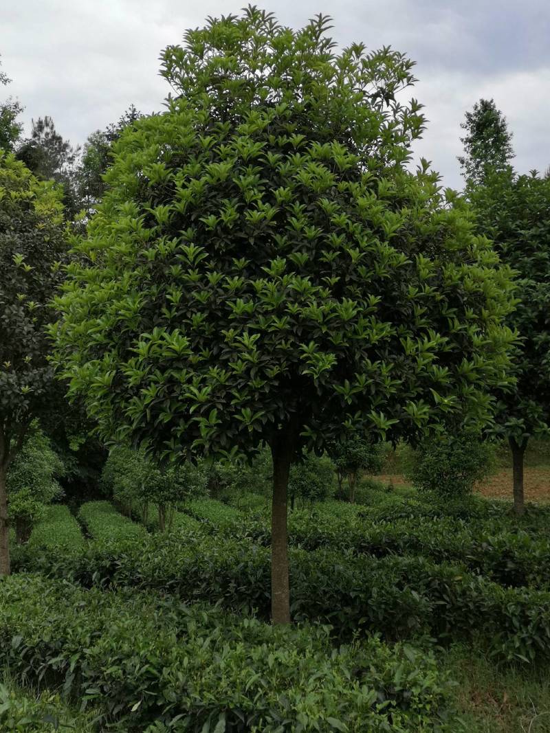 大量供应各种规格桂花树