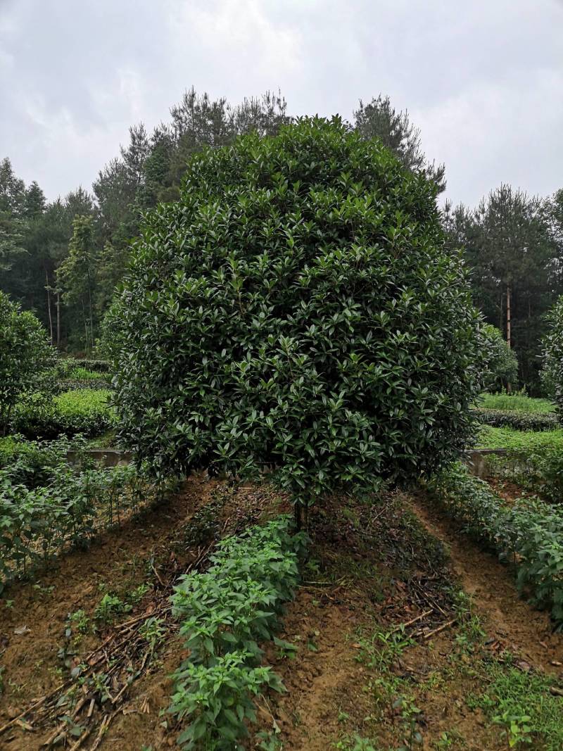 大量供应各种规格桂花树