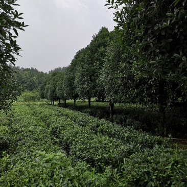 大量供应各种规格桂花树