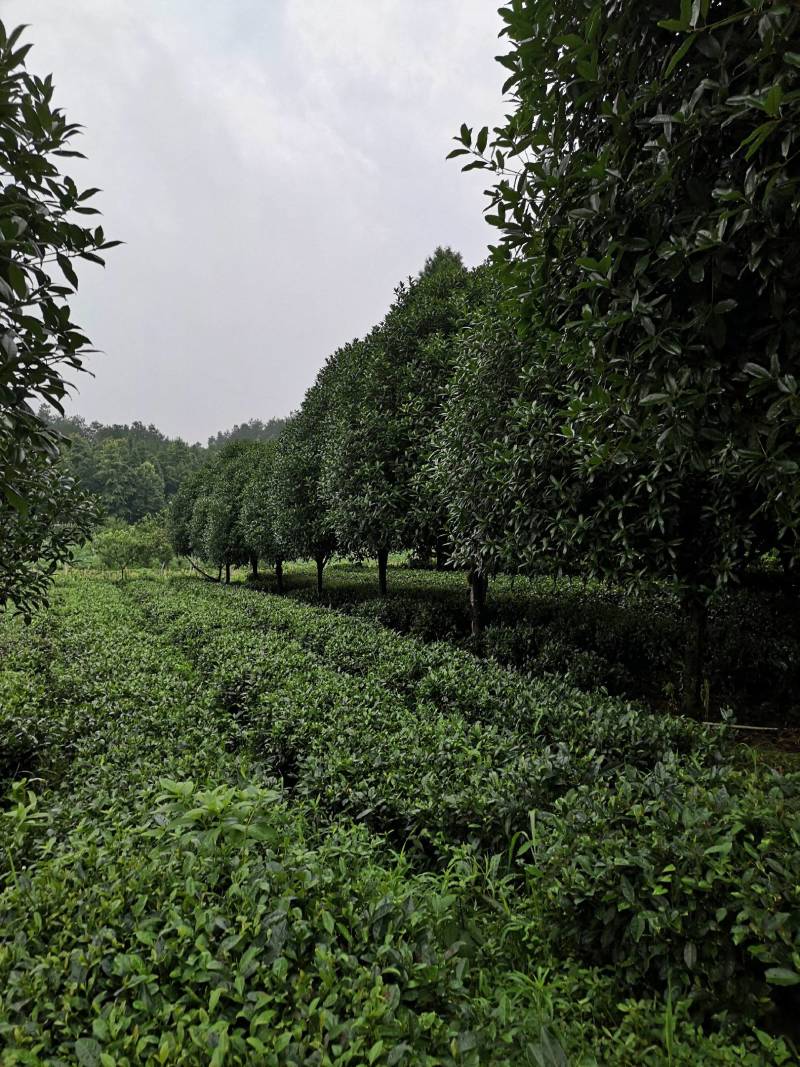 大量供应各种规格桂花树