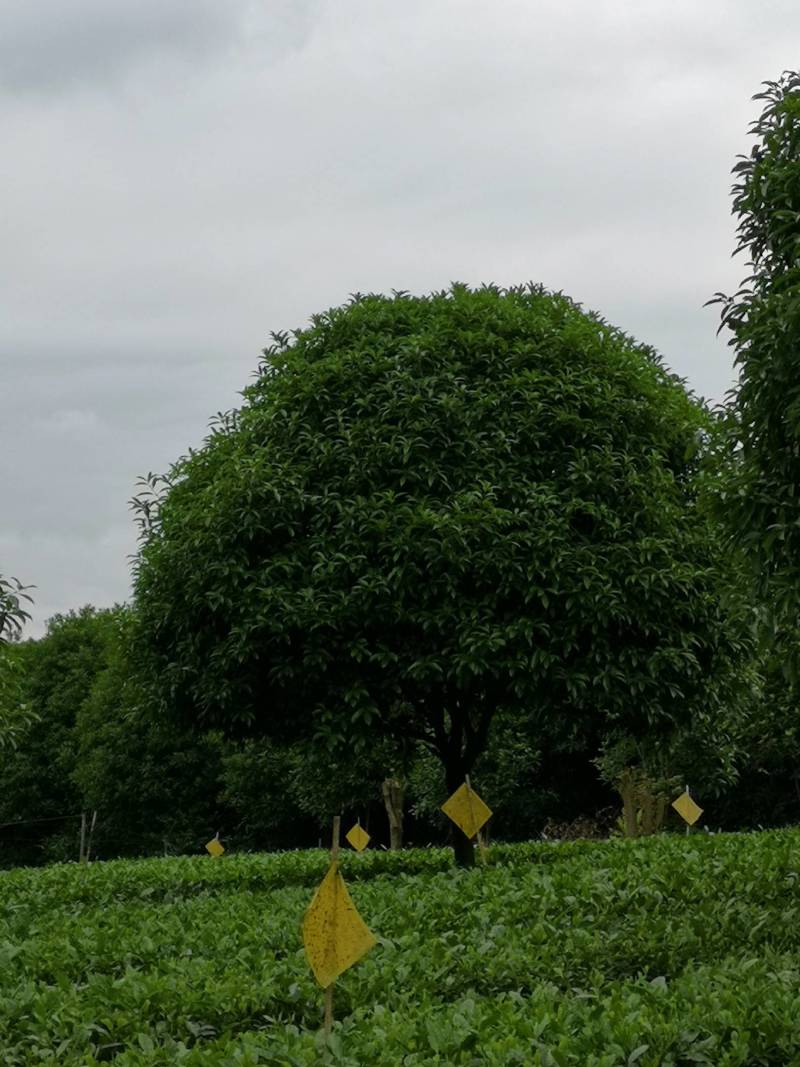 大量供应各种规格桂花树