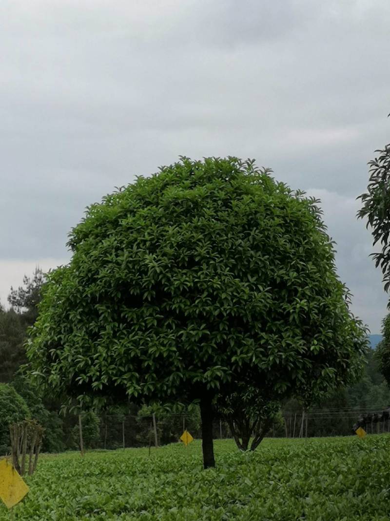 大量供应各种规格桂花树