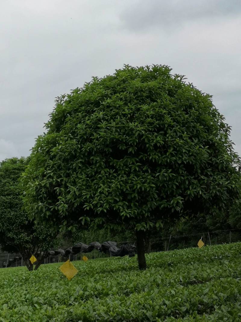 大量供应各种规格桂花树