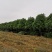 大量供应各种规格桂花树