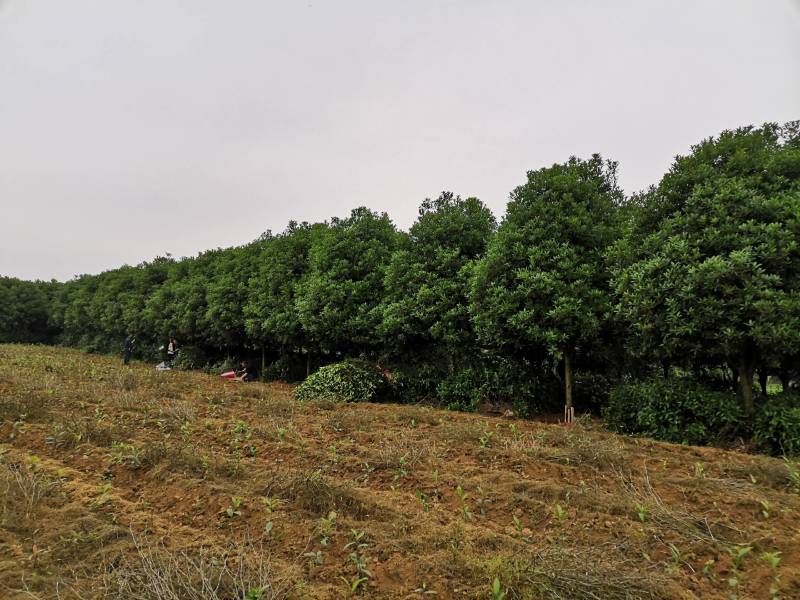 大量供应各种规格桂花树