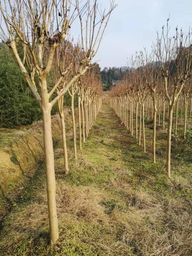 大量低价供应各种规格红花紫薇