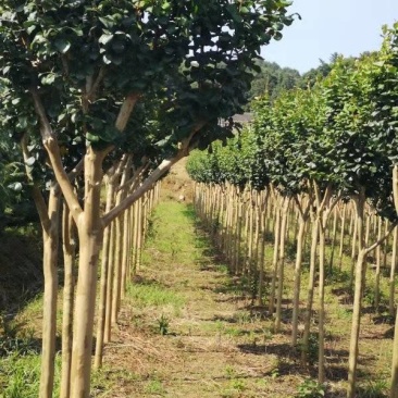 大量低价供应各种规格红花紫薇