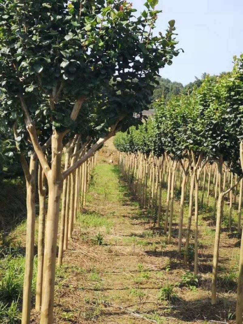 大量低价供应各种规格红花紫薇