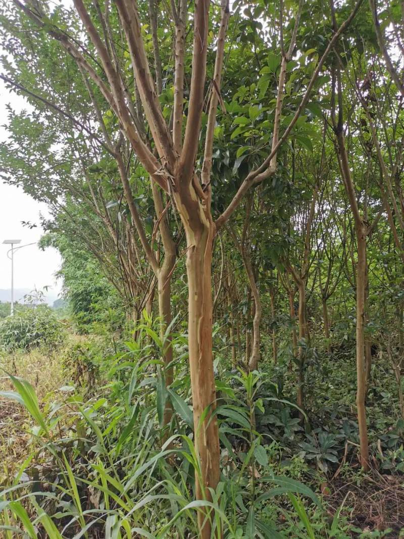 大量低价供应各种规格红花紫薇