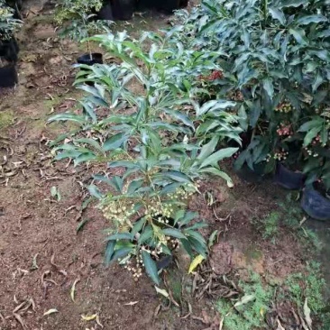 产地直销富贵籽视频看货一首货源价格实惠