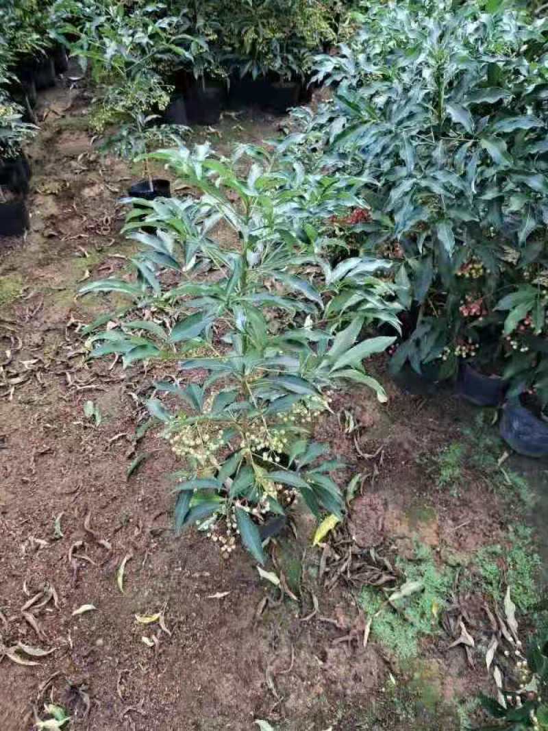 产地直销富贵籽视频看货一首货源价格实惠