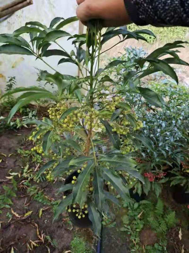 产地直销富贵籽视频看货一首货源价格实惠
