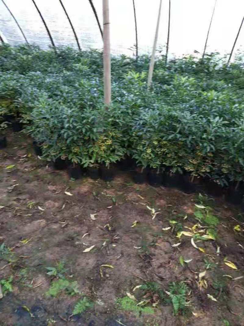 产地直销富贵籽视频看货一首货源价格实惠