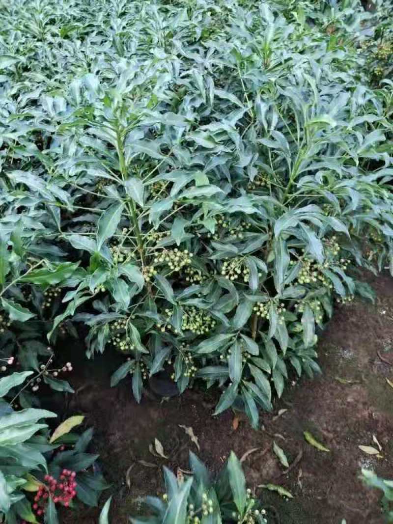 产地直销富贵籽视频看货一首货源价格实惠