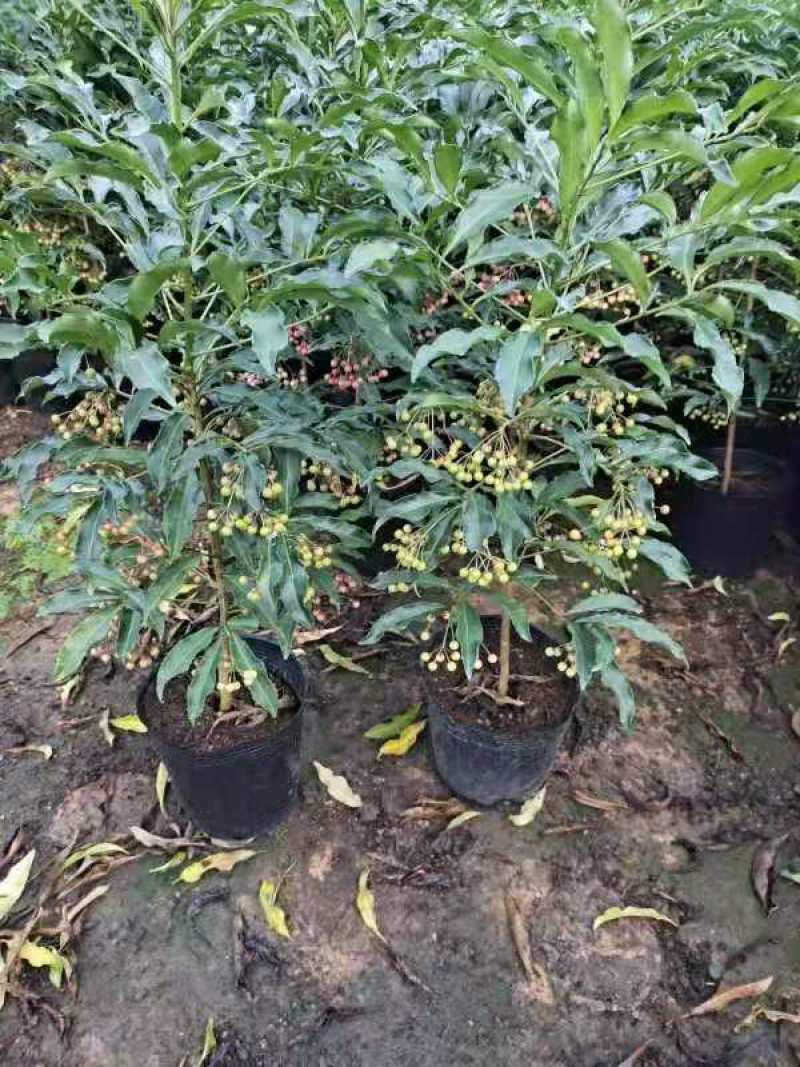 产地直销富贵籽视频看货一首货源价格实惠