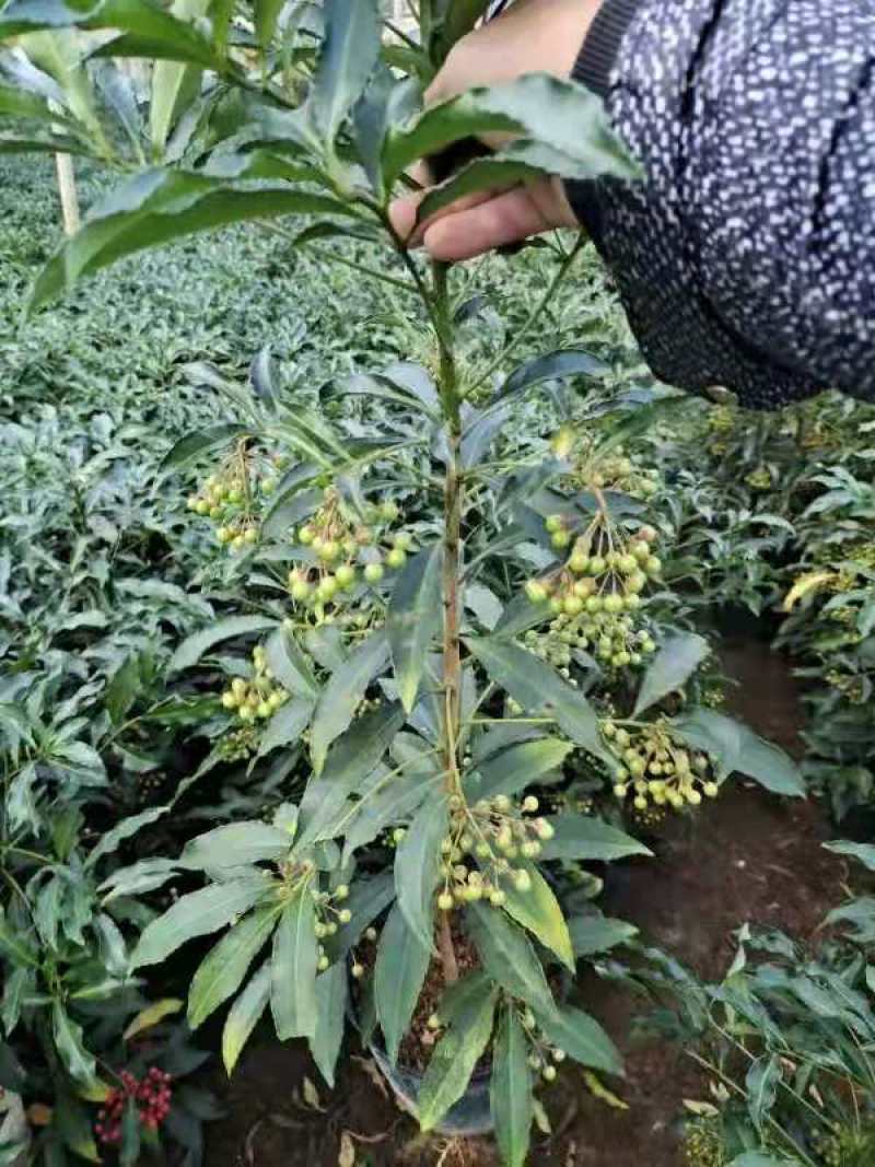 产地直销富贵籽视频看货一首货源价格实惠
