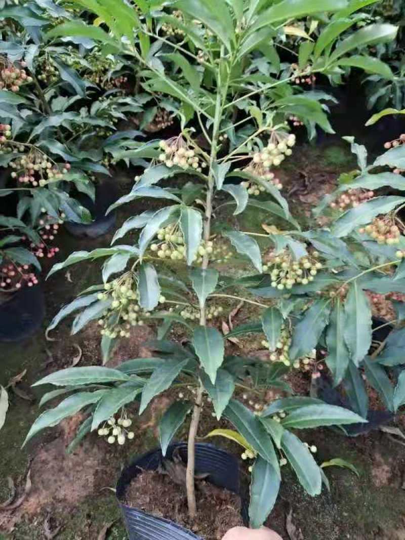 产地直销富贵籽视频看货一首货源价格实惠