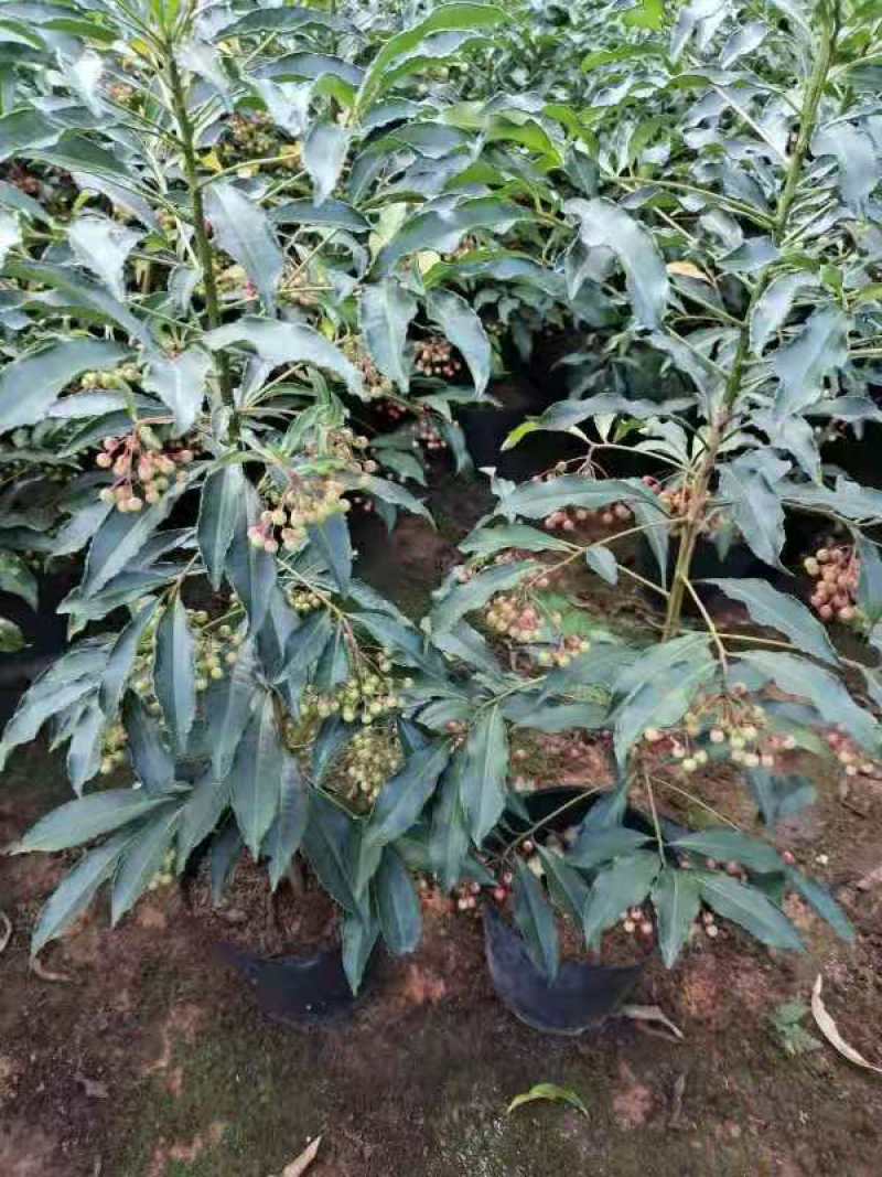 产地直销富贵籽视频看货一首货源价格实惠