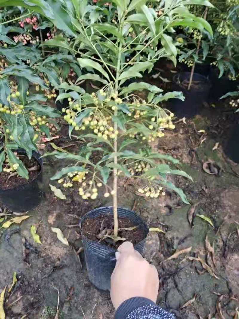产地直销富贵籽视频看货一首货源价格实惠