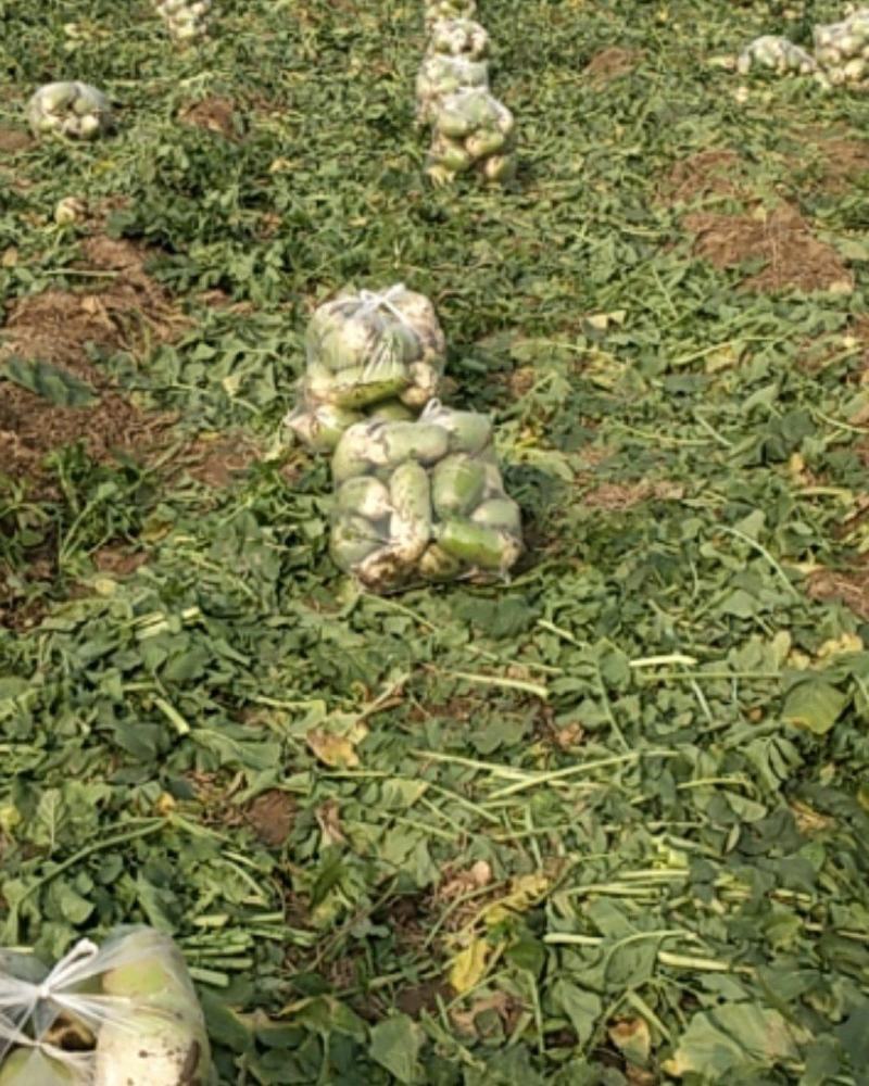 精品白萝卜，大量供应，欢迎有实力老板前来订购