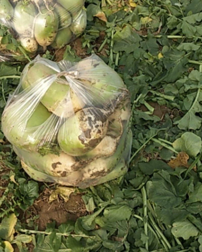 精品白萝卜，大量供应，欢迎有实力老板前来订购