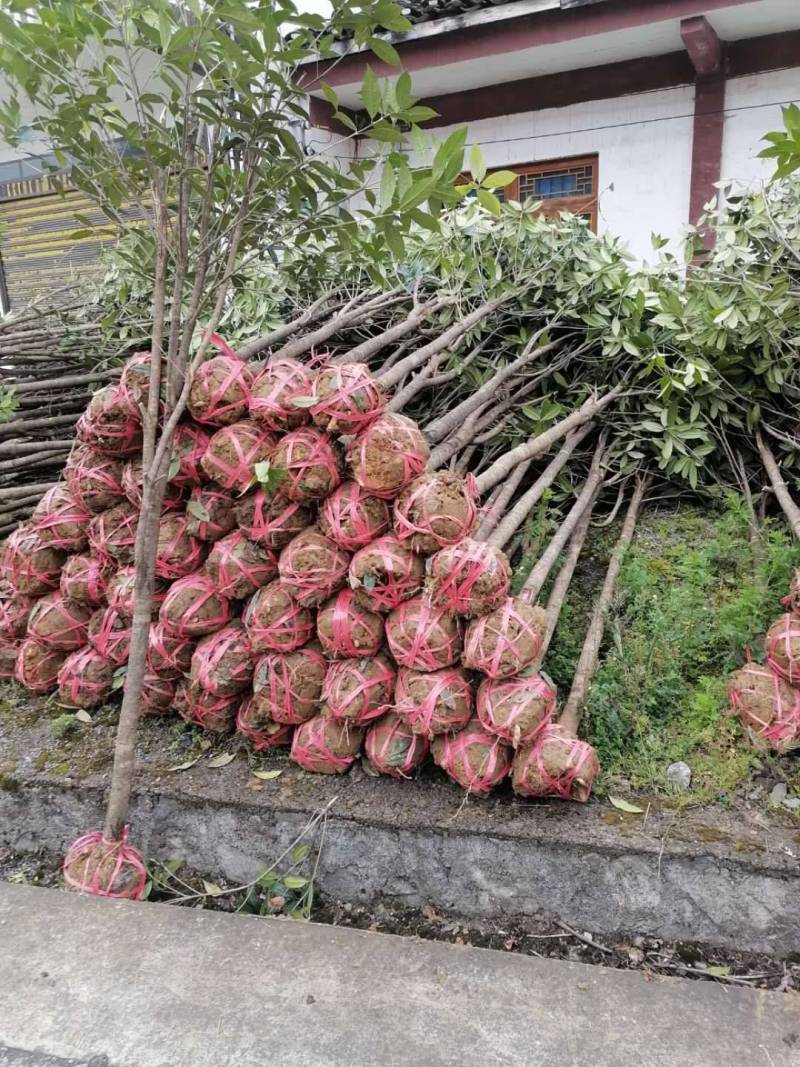 供应各种规格大小桂花树