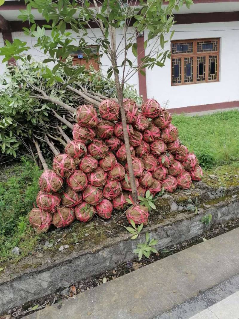 供应各种规格大小桂花树