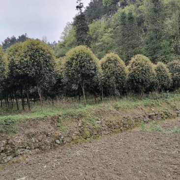 供应各种规格大小桂花树