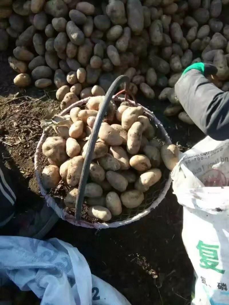 黑龙江省土豆种子繁育基地，荷兰十五，沃土尤金885，等等