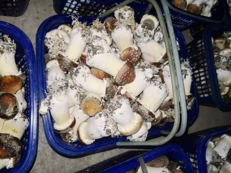 精品赤松茸，量大的老板来。价格美丽