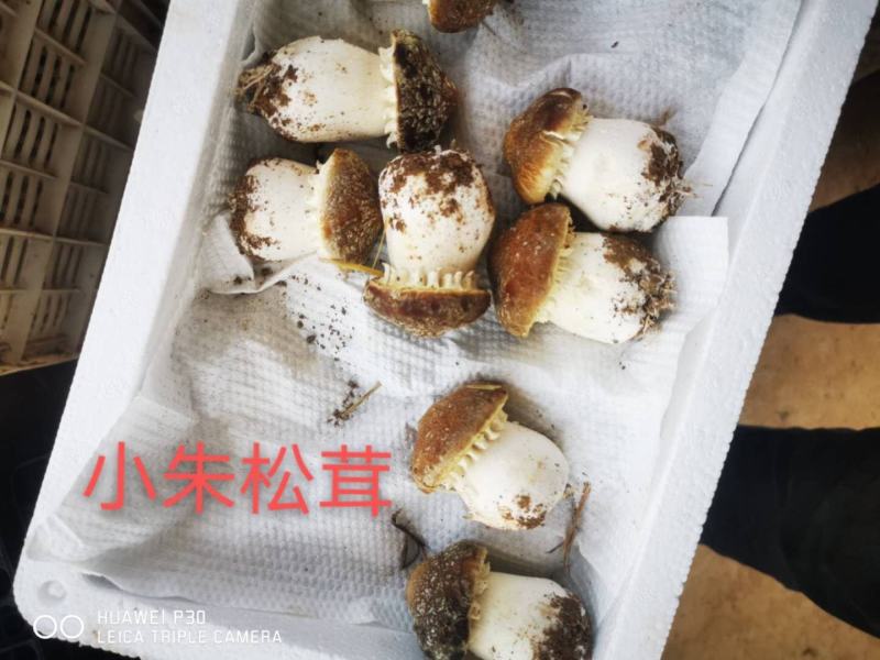 精品赤松茸，量大的老板来。价格美丽