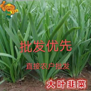 广州韭菜基地直供新鲜上市量大持续供应批发价低品质好