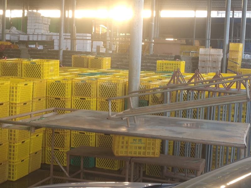 广州韭菜基地直供新鲜上市量大持续供应批发价低品质好