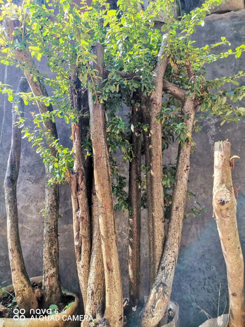 火棘熟桩生桩老桩盆景大量供应