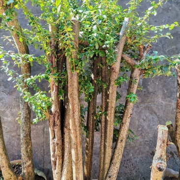 火棘熟桩生桩老桩盆景大量供应