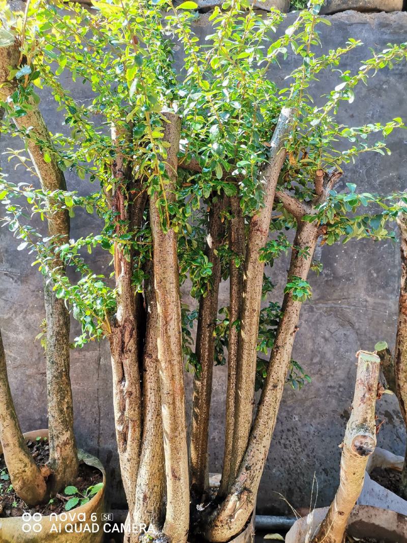 火棘熟桩生桩老桩盆景大量供应