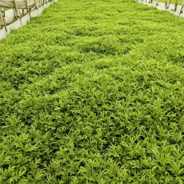 头茬芦蒿，靓货大条，欢迎订购