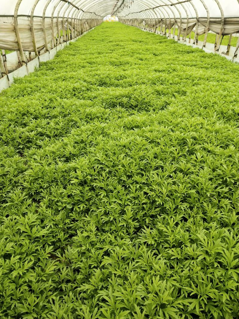 头茬芦蒿，靓货大条，欢迎订购