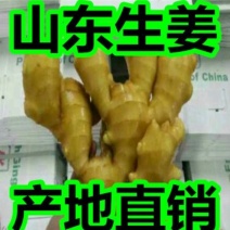 河南生姜大黄姜产地批发货源充足，保质保量，坏烂包赔