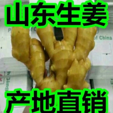 河南生姜大黄姜产地批发货源充足，保质保量，坏烂包赔