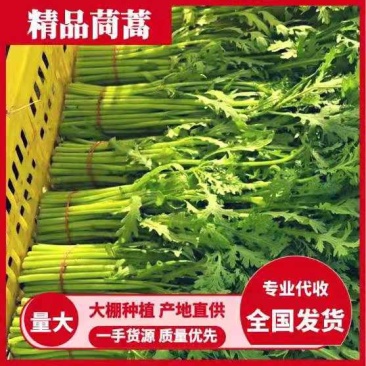 【茼蒿】产地直供现摘现发新鲜直达脆嫩好吃蔬菜基地茼蒿