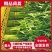 【茼蒿】产地直供现摘现发新鲜直达脆嫩好吃蔬菜基地茼蒿