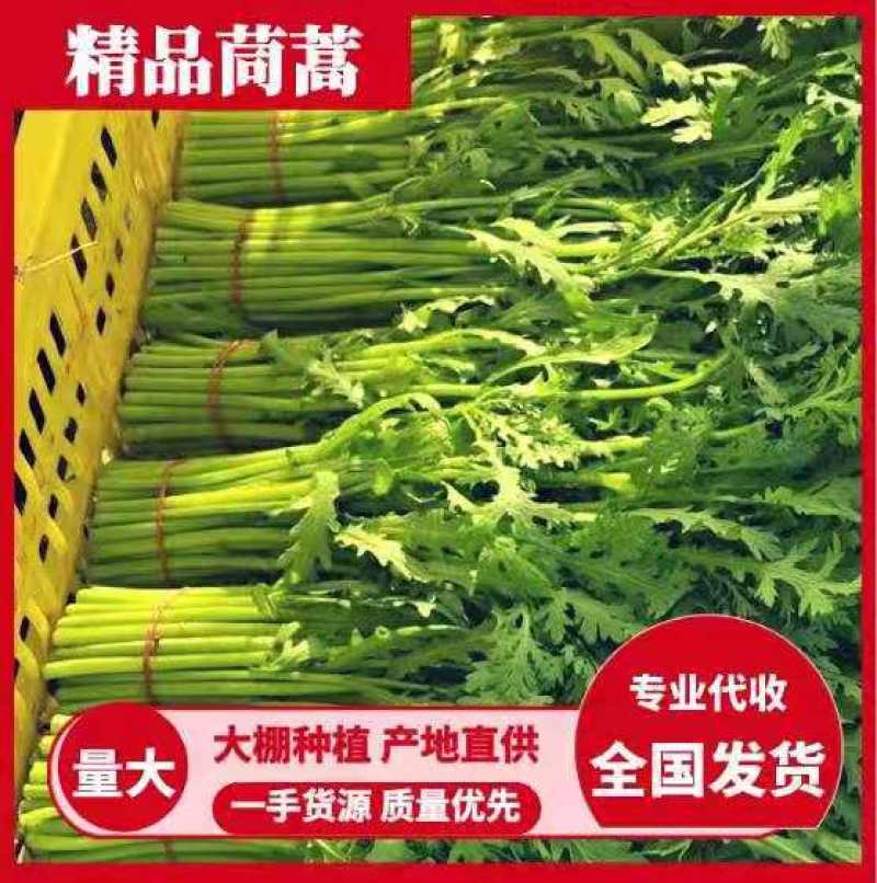 【茼蒿】产地直供现摘现发新鲜直达脆嫩好吃蔬菜基地茼蒿