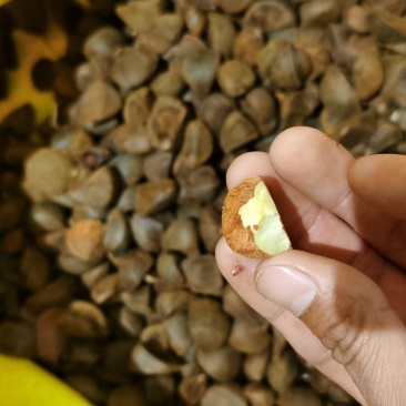 茶籽茶油果油茶籽干籽。。。